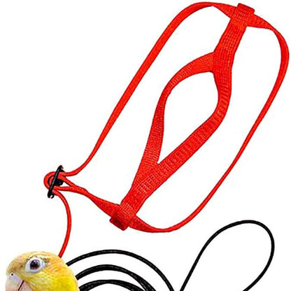 Parrot Flying With Flying Rope And Bird Harness